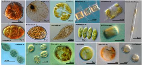 Optical Microscope Images Of Common Species Of Bloom Forming Algae In