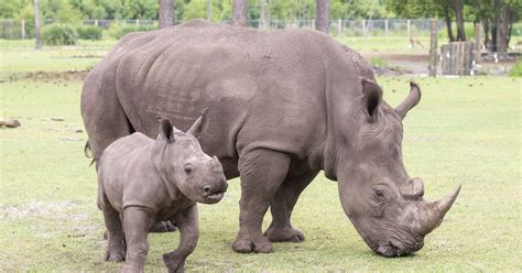 Gulf Breeze Zoos Baby White Rhino Katana Is First In 34 Year History