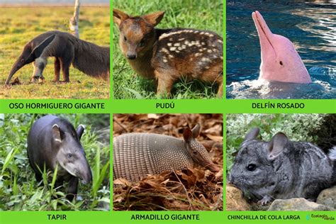 45 Animales Nativos Del Perú Nombres Y Fotos