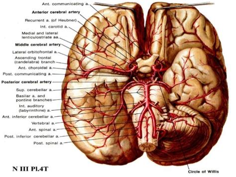 Vascular Anatomy Of Brain