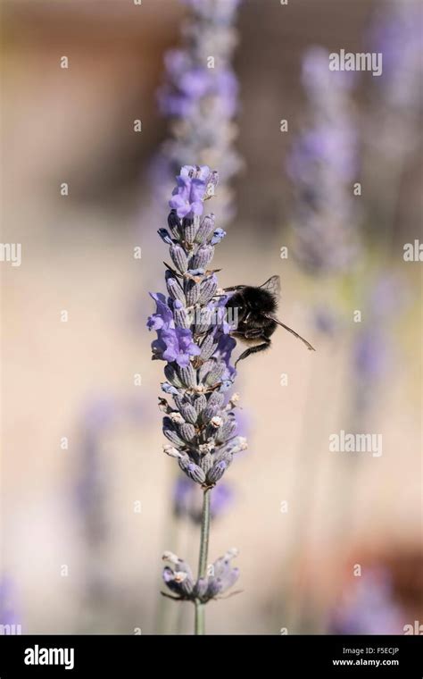 A Bee On English Lavender Lavandula Angustifolia Vera Stock Photo Alamy