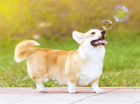 Can Dogs Play With Bubbles Yep The Best Dog Bubble