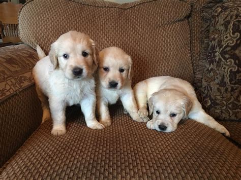 Our akc golden retriever puppies have excellent champion bloodlines! Golden Retriever Puppies For Sale | Dallas, TX #244720