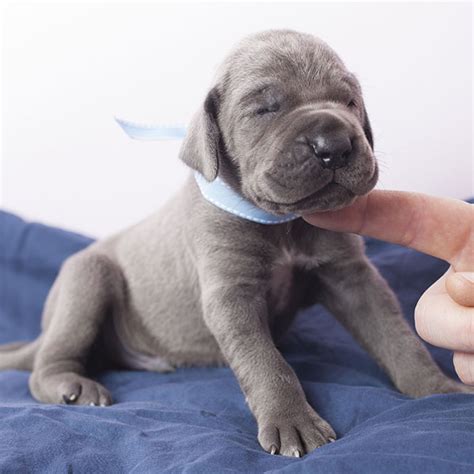 Avoid giving your great dane pup regular puppy food and do not supplement with anything. Great Dane Puppies For Sale In Florida From Top Breeders