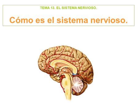 SISTEMA NERVIOSO Ppt Video Online Descargar