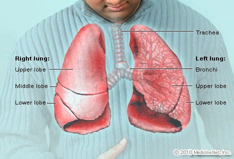 Lungs Medical Anatomy Illustration on RxList.com