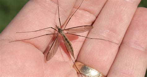 Those Arent Mosquitoes Theyre Crane Flies
