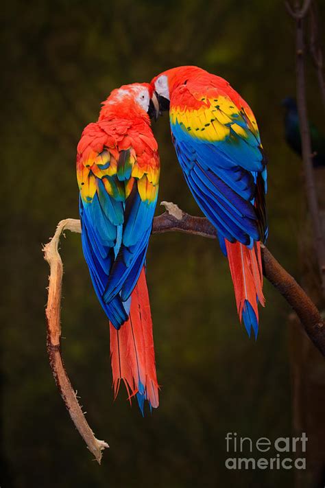 Rainbow Macaw Parrots Photograph By Robert Gaines