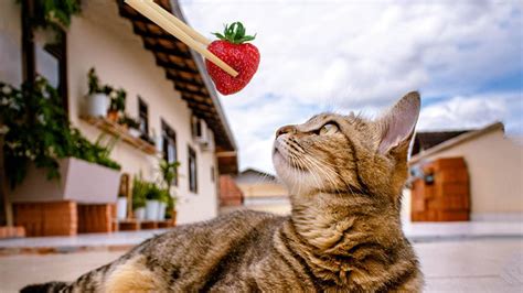 They've been known to enjoy the occasional berry, like strawberries or raspberries. Can Cats Eat Strawberries? Benefits & Precautions - Petmoo