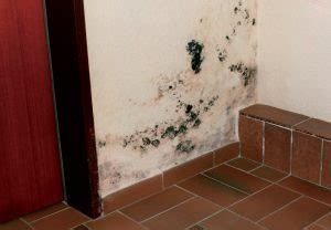 Es handelt sich um ein problem. Wie entsteht Schimmel in der Wohnung? Was kann ich dagegen ...
