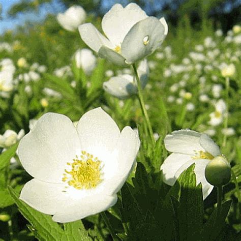 Our clients are always well satisfied by our products as. Anemone canadensis (Canada Anemone) Wildflower Seed