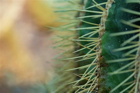 Macro Shot Of A Green Cacti Or Cactus And Its Thorns Or Spines