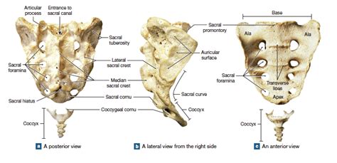 Figure Depicting The Sacrum And Coccyx Muscle Anatomy Bone And