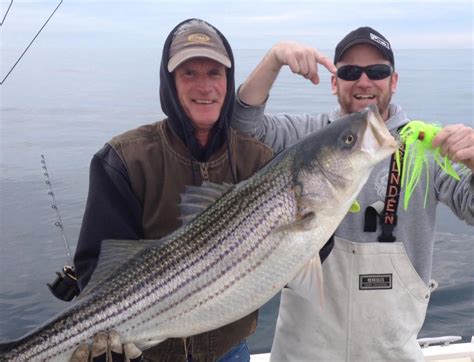 Sea bass one of the best eating fish in new england, sea bass are caught late summer thru december. Striped Bass Lures | sterlingtackle