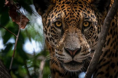 Cats Jaguar Big Cat Wildlife Hd Wallpaper Peakpx