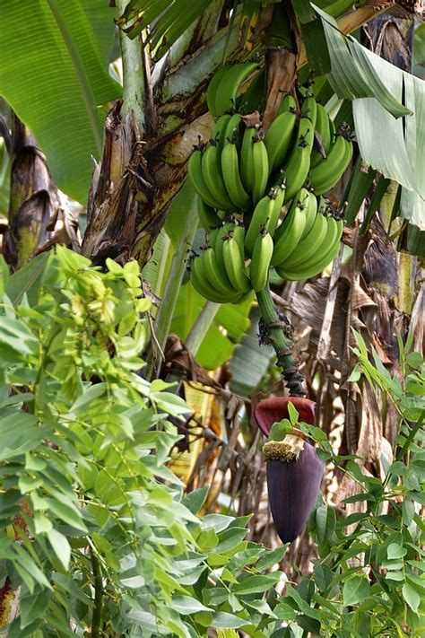Plant Banana Tree Fruit Green Tropical Banana Plants Exotic