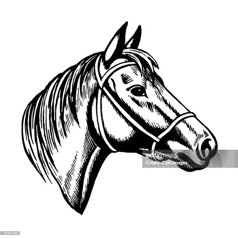 Horse Head High Res Vector Graphic Getty Images