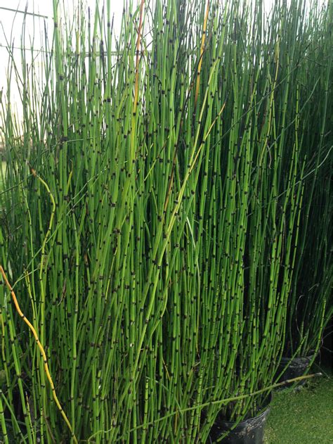 Another that is commonly found growing in moist conditions is the horsetail plant. Giant Horsetail - Splash Plants