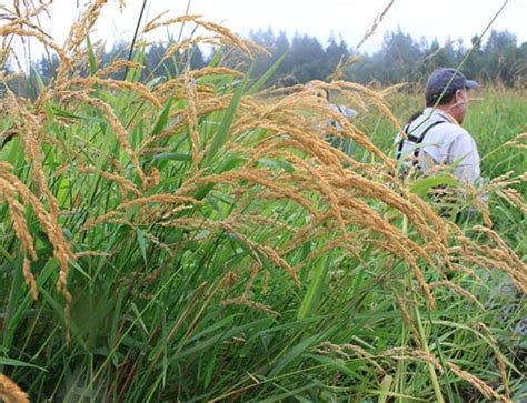 What plants are native to western washington? Washington State Noxious Weed Control Board