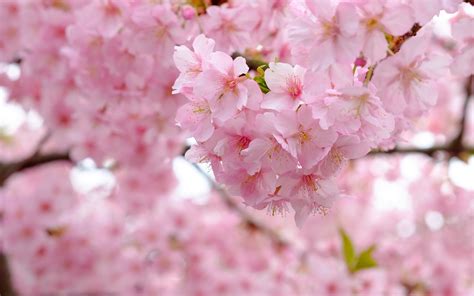 Picture Sakura Pink Color Flowers Closeup Flowering Trees 3840x2400