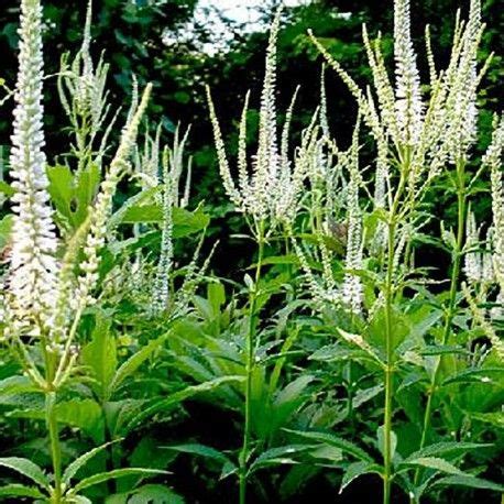 Der boden sollte nährstoffreich sein und über ausreichend feuchtigkeit verfügen. VERONICASTRUM virginicum 'Diana' | Buiten
