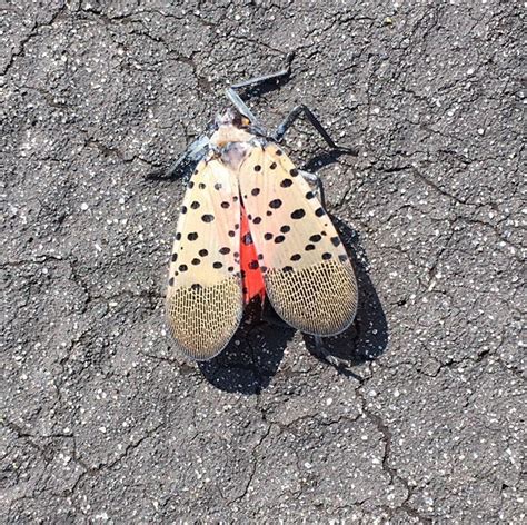 PICTURES: Readers share their pics of spotted lanternflies - The ...