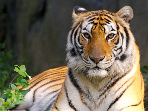 Beautiful Tigers Wallpapers And Pictures Gallary Free Desktop Wallpaper