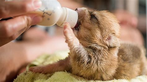 Can A Newborn Puppy Drink Regular Milk