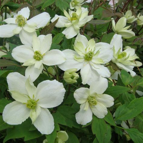 Clematis is a group of ornamental vines that generally grow on a vertical plane. Clematis montana 'Morning Yellow' - buy plants at Coolplants