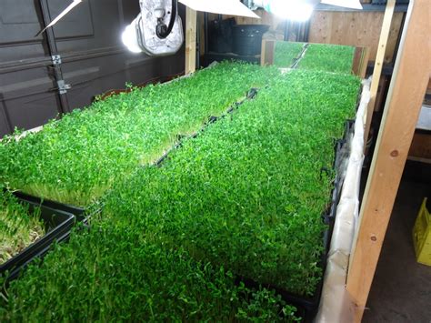 .your grow room in a garage or build a grow room in a basement or even if you want to turn a the most important part when turning a space, such as a bedroom into a grow room is to be able to. Take your farm to the next level - the basement | SPIN ...