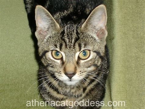 Evening standard see more videos. Athena Cat Goddess Wise Kitty: Why Do Tabbies Have the "M ...