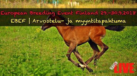 🔴 live la european breeding event finland 29 30 9 2018 2 2 youtube