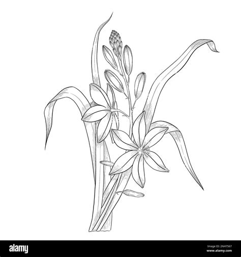 Asphodelus Flower Outline Illustration Line Art Digitally Drawn