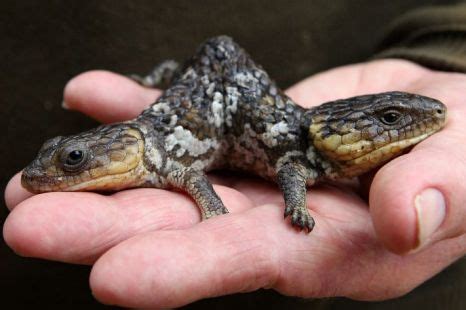 Two-headed bobtail lizard found in Australia | Metro News