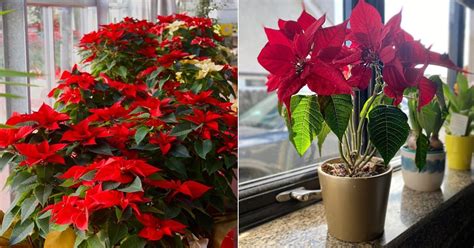How To Get A Poinsettia To Turn Red Make Poinsettias Red