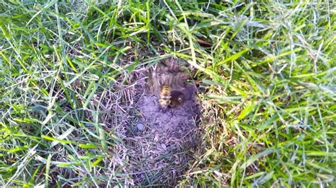 Ground Wasp Nest Yellow Jackets Nest Youtube