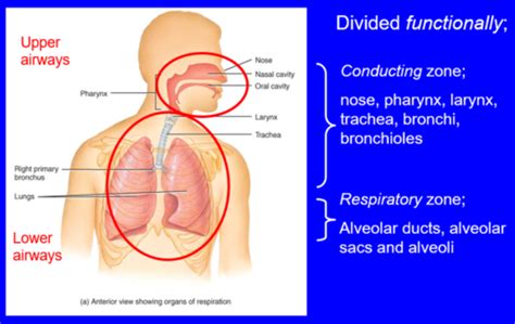 Structure Function Of Upper Airways Flashcards Quizlet