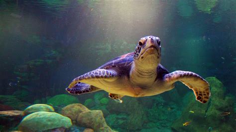 Turtle Photography iPhone Wallpapers - Top Free Turtle Photography