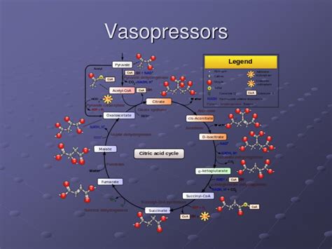 Ppt Vasopressors Powerpoint Presentation Free Download Id2267617
