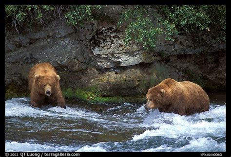 Picturephoto Brown Bears Scientific Name Ursus Arctos Fishing At
