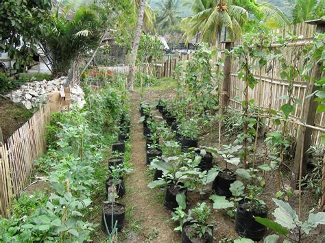 Pemilihan jenis tanaman bayam, kangkung, sawi, caisim, pakcoy, tomat, dan cabai adalah beberapa jenis tanaman yang bisa agromate tanam secara organik. Budidaya dan Agronimis Pertanian: Optimalisasi Pemanfaatan ...
