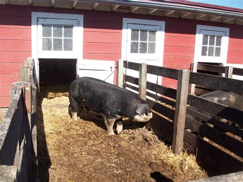 Farming Like Its 1889 Cattle Barn Pig Farming Pig Pen