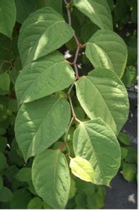 Japanese knotweed (fallopia japonica) is one of those plants you've probably seen a hundred despite its bad rap, japanese knotweed is a great source of food and medicine and one of my. Japanese knotweed spraying and control | Aquatic Solutions