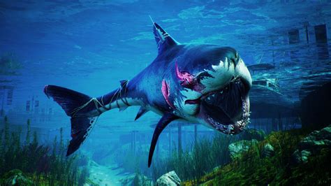 Megalodon Shark Wallpapers Top Free Megalodon Shark Backgrounds