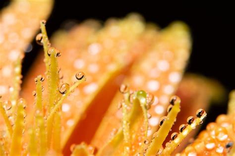 Premium Photo Water Drops On Orange Flower Petals
