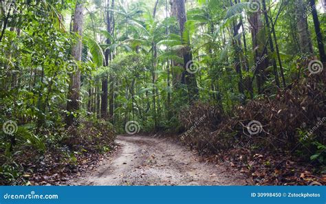 Fraser Island Stock Photo Image Of Forest Tropical 30998450
