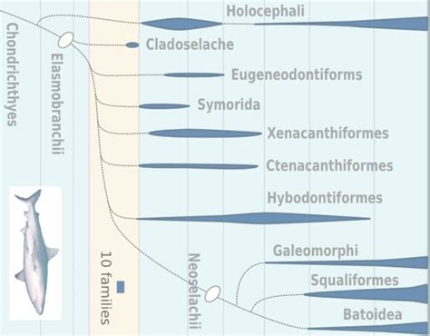 General Account Of Elasmobranchii Zoologytalks 2024