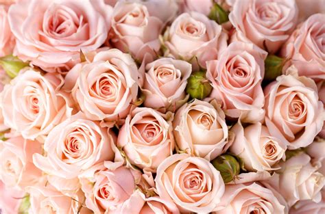 Light Pink Roses Wallpapers Top Free Light Pink Roses Backgrounds