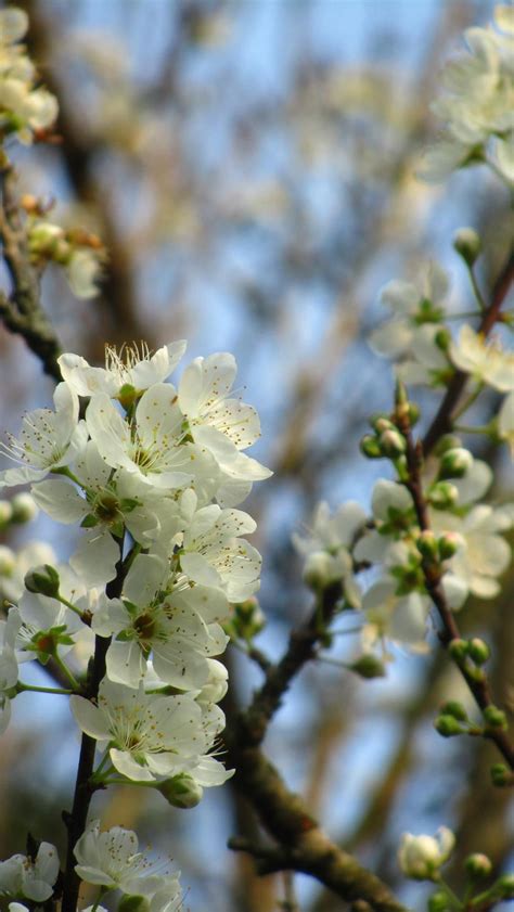 Plum Blossom The National Flower Of Taiwan Beautiful Flowers China