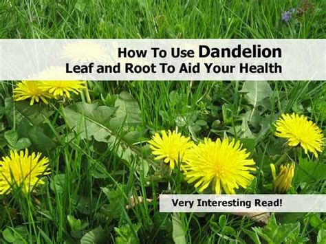 Getting rid of dandelions with acids. How To Use Dandelion Leaf and Root To Aid Your Health